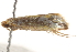  ( - BIOUG13742-B11)  @13 [ ] CreativeCommons - Attribution (2014) CBG Photography Group Centre for Biodiversity Genomics