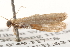  ( - BIOUG13742-F04)  @12 [ ] CreativeCommons - Attribution (2014) CBG Photography Group Centre for Biodiversity Genomics