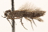  ( - BIOUG13742-F11)  @13 [ ] CreativeCommons - Attribution (2014) CBG Photography Group Centre for Biodiversity Genomics
