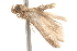  ( - BIOUG13742-H06)  @13 [ ] CreativeCommons - Attribution (2014) CBG Photography Group Centre for Biodiversity Genomics