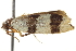  ( - BIOUG13743-H08)  @12 [ ] CreativeCommons - Attribution (2014) CBG Photography Group Centre for Biodiversity Genomics
