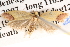  ( - BIOUG13745-H10)  @12 [ ] CreativeCommons - Attribution (2014) CBG Photography Group Centre for Biodiversity Genomics