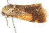  ( - BIOUG13746-F10)  @13 [ ] CreativeCommons - Attribution (2014) CBG Photography Group Centre for Biodiversity Genomics