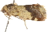  ( - BIOUG13746-G03)  @13 [ ] CreativeCommons - Attribution (2014) CBG Photography Group Centre for Biodiversity Genomics