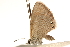  ( - BIOUG14241-D04)  @13 [ ] CreativeCommons - Attribution (2014) CBG Photography Group Centre for Biodiversity Genomics