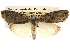  ( - BIOUG14243-A04)  @14 [ ] CreativeCommons - Attribution (2014) CBG Photography Group Centre for Biodiversity Genomics