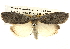  ( - BIOUG14243-A08)  @13 [ ] CreativeCommons - Attribution (2014) CBG Photography Group Centre for Biodiversity Genomics