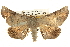  (Circopetes obtusata - BIOUG14243-B02)  @15 [ ] CreativeCommons - Attribution (2014) CBG Photography Group Centre for Biodiversity Genomics