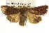  ( - BIOUG14243-F05)  @13 [ ] CreativeCommons - Attribution (2014) CBG Photography Group Centre for Biodiversity Genomics