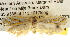  ( - BIOUG14243-G10)  @13 [ ] CreativeCommons - Attribution (2014) CBG Photography Group Centre for Biodiversity Genomics