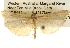  ( - BIOUG14243-G12)  @14 [ ] CreativeCommons - Attribution (2014) CBG Photography Group Centre for Biodiversity Genomics