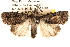  ( - BIOUG14244-B05)  @14 [ ] CreativeCommons - Attribution (2014) CBG Photography Group Centre for Biodiversity Genomics