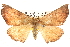  ( - BIOUG14244-B10)  @14 [ ] CreativeCommons - Attribution (2014) CBG Photography Group Centre for Biodiversity Genomics