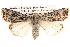 ( - BIOUG14244-C11)  @14 [ ] CreativeCommons - Attribution (2014) CBG Photography Group Centre for Biodiversity Genomics