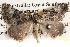  ( - BIOUG14245-A12)  @14 [ ] CreativeCommons - Attribution (2014) CBG Photography Group Centre for Biodiversity Genomics