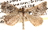  ( - BIOUG14245-B06)  @15 [ ] CreativeCommons - Attribution (2014) CBG Photography Group Centre for Biodiversity Genomics