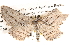  ( - BIOUG14245-D02)  @13 [ ] CreativeCommons - Attribution (2014) CBG Photography Group Centre for Biodiversity Genomics
