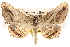  ( - BIOUG14245-D03)  @13 [ ] CreativeCommons - Attribution (2014) CBG Photography Group Centre for Biodiversity Genomics