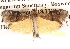  (Lasiosticha microcosma - BIOUG14245-D08)  @14 [ ] CreativeCommons - Attribution (2014) CBG Photography Group Centre for Biodiversity Genomics