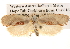  (Tymbophora - BIOUG14245-H10)  @15 [ ] CreativeCommons - Attribution (2014) CBG Photography Group Centre for Biodiversity Genomics