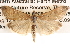 ( - BIOUG14246-A11)  @14 [ ] CreativeCommons - Attribution (2014) CBG Photography Group Centre for Biodiversity Genomics