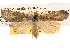  ( - BIOUG14246-B11)  @14 [ ] CreativeCommons - Attribution (2014) CBG Photography Group Centre for Biodiversity Genomics