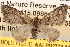  (Chloroclystis AH01Au - BIOUG14246-C04)  @14 [ ] CreativeCommons - Attribution (2014) CBG Photography Group Centre for Biodiversity Genomics
