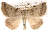  ( - BIOUG14246-G07)  @12 [ ] CreativeCommons - Attribution (2014) CBG Photography Group Centre for Biodiversity Genomics