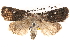  (Proteuxoa sp. ANIC40 - BIOUG14247-A01)  @14 [ ] CreativeCommons - Attribution (2014) CBG Photography Group Centre for Biodiversity Genomics