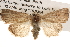  ( - BIOUG14247-A10)  @14 [ ] CreativeCommons - Attribution (2014) CBG Photography Group Centre for Biodiversity Genomics
