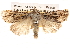  ( - BIOUG14247-B03)  @14 [ ] CreativeCommons - Attribution (2014) CBG Photography Group Centre for Biodiversity Genomics