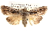  ( - BIOUG14247-B04)  @14 [ ] CreativeCommons - Attribution (2014) CBG Photography Group Centre for Biodiversity Genomics