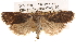  ( - BIOUG14247-C01)  @14 [ ] CreativeCommons - Attribution (2014) CBG Photography Group Centre for Biodiversity Genomics