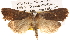  ( - BIOUG14247-C03)  @14 [ ] CreativeCommons - Attribution (2014) CBG Photography Group Centre for Biodiversity Genomics