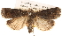  (Proteuxoa poliocrossa - BIOUG14247-C04)  @15 [ ] CreativeCommons - Attribution (2014) CBG Photography Group Centre for Biodiversity Genomics