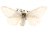  ( - BIOUG14247-D03)  @14 [ ] CreativeCommons - Attribution (2014) CBG Photography Group Centre for Biodiversity Genomics