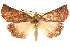  ( - BIOUG14247-D05)  @13 [ ] CreativeCommons - Attribution (2014) CBG Photography Group Centre for Biodiversity Genomics