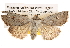  (Proteuxoa metaneura - BIOUG14247-D11)  @15 [ ] CreativeCommons - Attribution (2014) CBG Photography Group Centre for Biodiversity Genomics