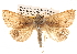  ( - BIOUG14247-F09)  @15 [ ] CreativeCommons - Attribution (2014) CBG Photography Group Centre for Biodiversity Genomics