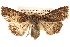  ( - BIOUG14247-G05)  @13 [ ] CreativeCommons - Attribution (2014) CBG Photography Group Centre for Biodiversity Genomics