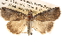  ( - BIOUG14248-B05)  @14 [ ] CreativeCommons - Attribution (2014) CBG Photography Group Centre for Biodiversity Genomics