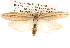  ( - BIOUG14426-A10)  @15 [ ] CreativeCommons - Attribution (2014) CBG Photography Group Centre for Biodiversity Genomics