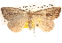  ( - BIOUG14611-F03)  @13 [ ] CreativeCommons - Attribution (2014) CBG Photography Group Centre for Biodiversity Genomics