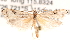  ( - BIOUG14612-A02)  @13 [ ] CreativeCommons - Attribution (2014) CBG Photography Group Centre for Biodiversity Genomics