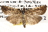  ( - BIOUG14613-D03)  @14 [ ] CreativeCommons - Attribution (2014) CBG Photography Group Centre for Biodiversity Genomics