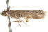  ( - BIOUG14614-C03)  @12 [ ] CreativeCommons - Attribution (2014) CBG Photography Group Centre for Biodiversity Genomics