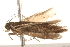  ( - BIOUG16501-A01)  @12 [ ] CreativeCommons - Attribution (2014) CBG Photography Group Centre for Biodiversity Genomics