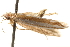  ( - BIOUG16503-C12)  @12 [ ] CreativeCommons - Attribution (2014) CBG Photography Group Centre for Biodiversity Genomics