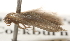  ( - BIOUG16504-G03)  @12 [ ] CreativeCommons - Attribution (2014) CBG Photography Group Centre for Biodiversity Genomics