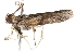  ( - BIOUG17343-A03)  @12 [ ] CreativeCommons - Attribution (2014) CBG Photography Group Centre for Biodiversity Genomics